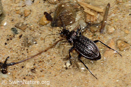 Körniger Laufkäfer (Carabus granulatus)
