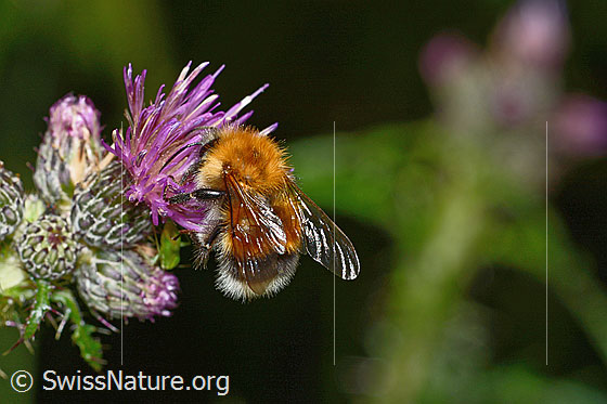 Photo: Probably Bombus hypnorum on Cirsium palustre. Length 15mm. Male. View from diagonally above.