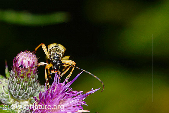 Photo: Rutpela maculata on Cirsium palustre. View from the front.