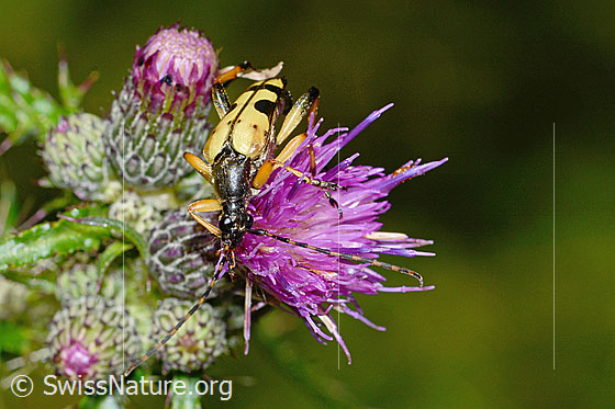 Photo: Rutpela maculata on Cirsium palustre. View from top front.