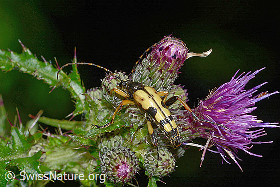 Photo: Rutpela maculata on Cirsium palustre. View from side back oben.