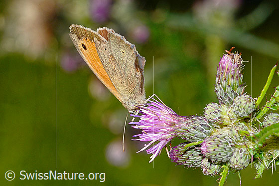 Photo: Maniola jurtina on Cirsium palustre. Male. Wings closed. View diagonally from the front.