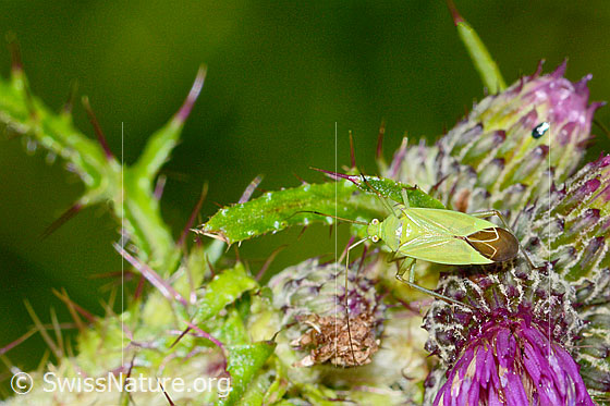 Photo: Calocoris affinis on Cirsium palustre. Length 8mm. View from above.