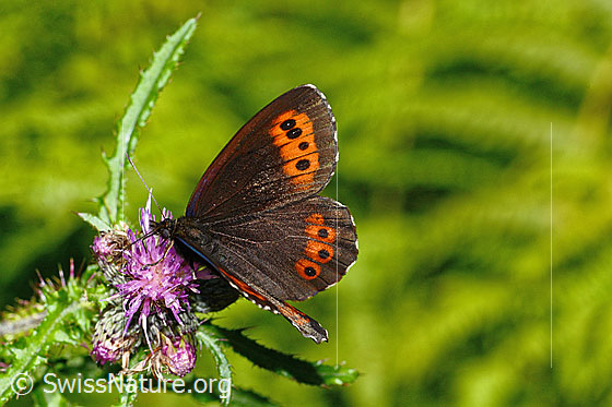 Photo: Erebia ligea on Cirsium palustre. Wings half open. View from diagonally above.