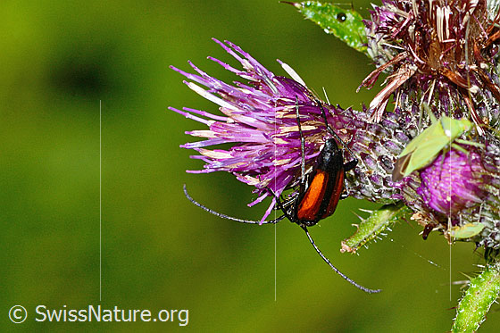 Photo: Stenurella melanura on Cirsium palustre. View from behind top.
