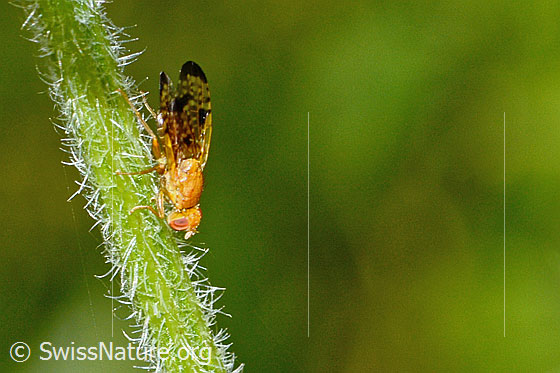 Photo: Xyphosia miliaria on the stem of a Cirsium palustre. Length 6mm. View from the side above.