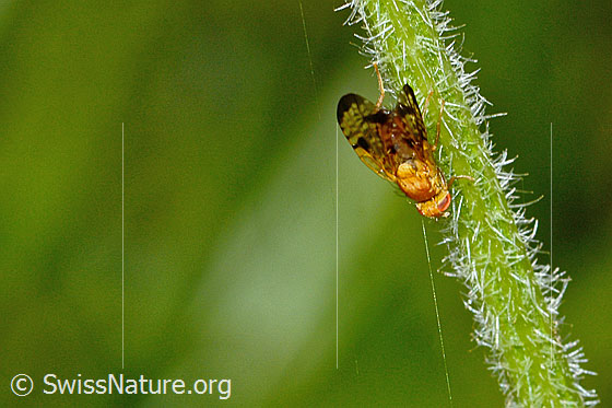 Photo: Xyphosia miliaria on the stem of a Cirsium palustre. Length 6mm. View from above.