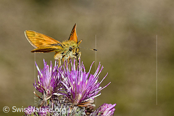 Photo: Ochlodes sylvanus on Cirsium palustre. Wings half open. View from side front.