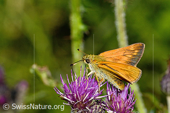 Photo: Ochlodes sylvanus on Cirsium palustre. Wings half open. View from the side above.