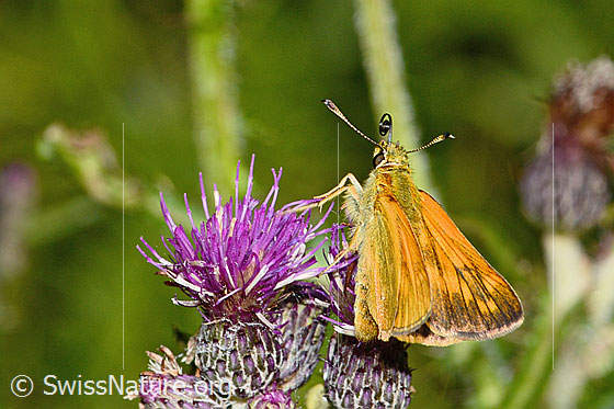 Photo: Ochlodes sylvanus on Cirsium palustre. Wings half open. View from the side above.