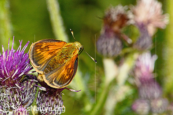 Photo: Ochlodes sylvanus on Cirsium palustre. View from behind top.