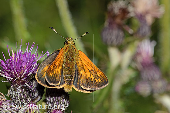 Photo: Ochlodes sylvanus on Cirsium palustre. Wings open. View from above.