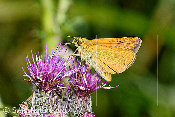 Photo: Ochlodes sylvanus on Cirsium palustre. Wings half open. View from the side.