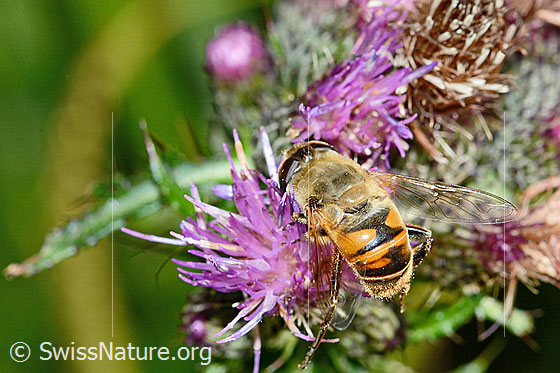 Photo: Eristalis tenax on Cirsium palustre. Length 13mm. Female. View from the rear side at the top.