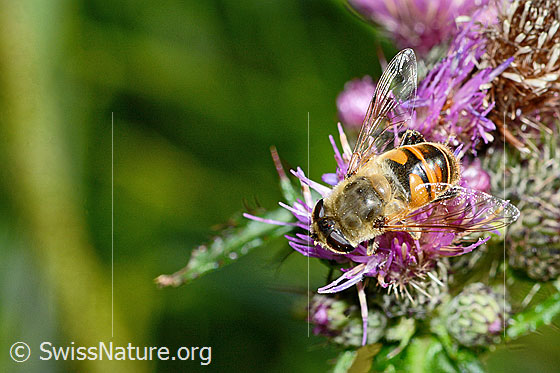 Photo: Eristalis tenax on Cirsium palustre. Length 13mm. Female. View from above.
