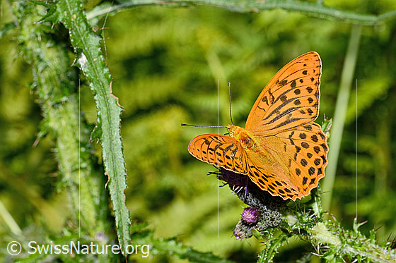 Photo: Argynnis paphia on Cirsium palustre. Male. Wings open. View from diagonally above.