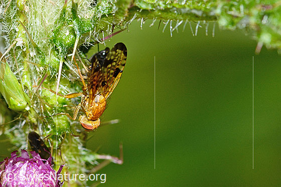 Photo: Xyphosia miliaria on Cirsium palustre. Length 6mm. View from the side above.