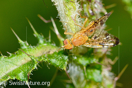 Photo: Xyphosia miliaria on Cirsium palustre. Length 6mm. View from the front oben.