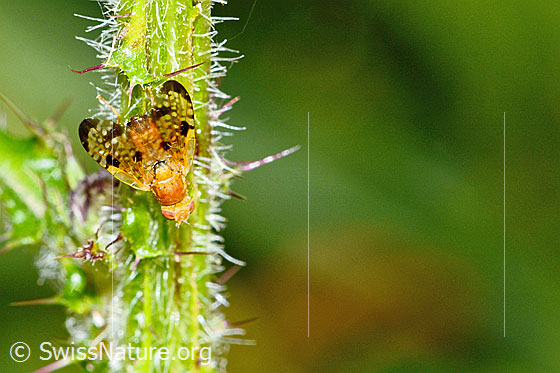 Photo: Xyphosia miliaria on Cirsium palustre. Length 6mm. View from above.