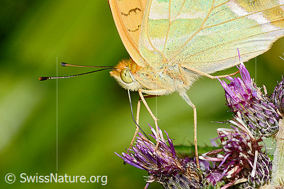 Photo: Argynnis paphia on Cirsium palustre. Close-up of head, body and underside of wings.