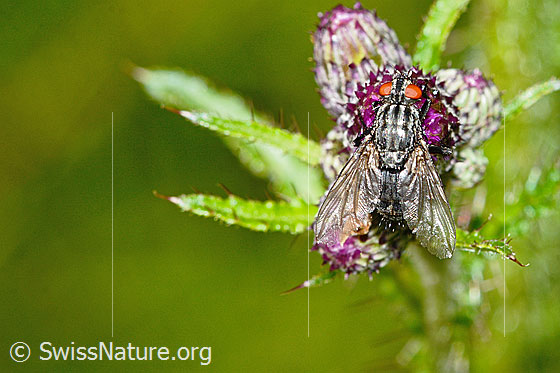 Photo: Probably Sarcophaga carnaria on Cirsium palustre. Length 8mm. View from above.