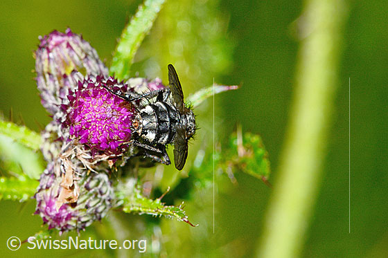 Photo: Probably Sarcophaga carnaria on Cirsium palustre. Length 8mm. View from behind.