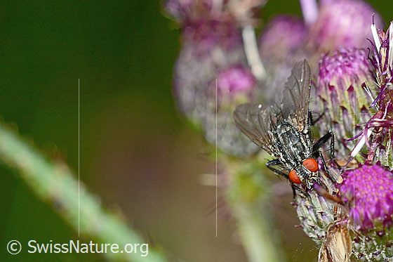 Photo: Probably Sarcophaga carnaria on Cirsium palustre. Length 8mm. View from top front.