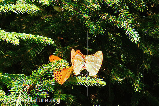 Foto: Kaisermantel (Argynnis paphia). Paarung.