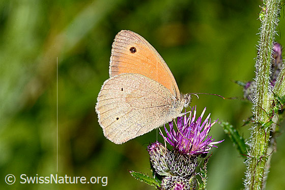 Photo: Maniola jurtina on Cirsium palustre. Male. Wings closed. View from the side.