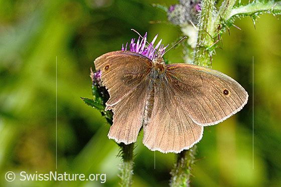Photo: Maniola jurtina an Sumpf-Kratzdistel (Cirsium palustre). Male. Wings open. View from above.