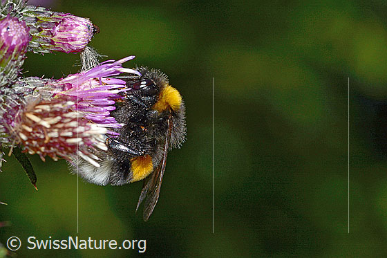 Photo: Probably Bombus terrestris on Cirsium palustre. Length 20mm. Queen. View from the side.