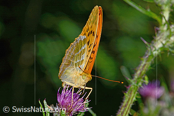 Photo: Argynnis paphia auf Sumpf-Kratzdistel (Cirsium palustre). Wings closed. View from the front.