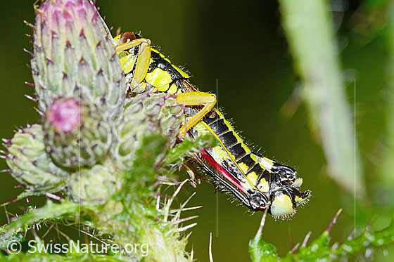 Photo: Miramella alpina on Cirsium palustre. Length 16mm. Male. View of the hind body from the side.