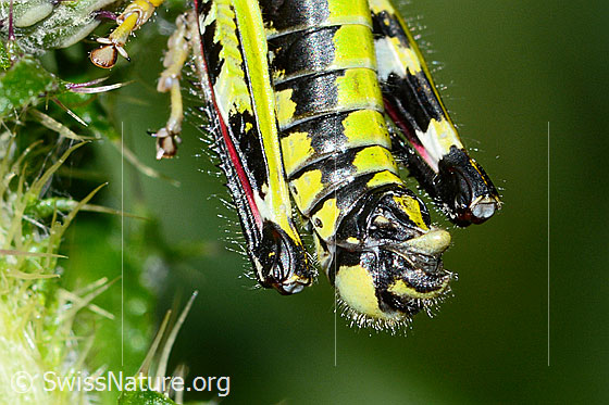 Photo: Miramella alpina auf Sumpf-Kratzdistel (Cirsium palustre). Length 16mm. Male. View of the hind body from above.
