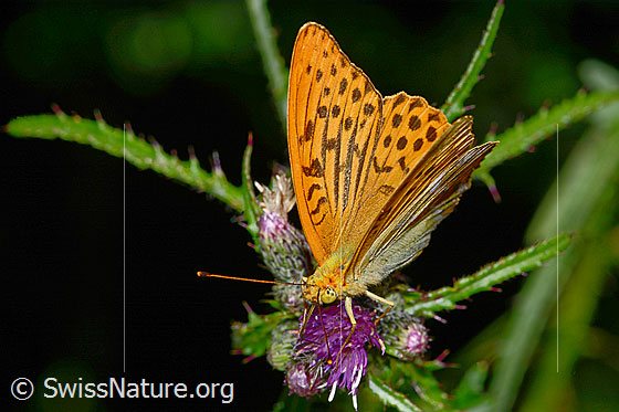 Photo: Argynnis paphia on Cirsium palustre. Wings half open. View diagonally from the front.