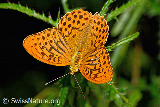 Photo: Argynnis paphia on Cirsium palustre. Wings open. View from above.