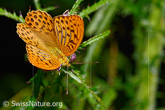 Photo: Argynnis paphia on Cirsium palustre. Wings half open. View from above.