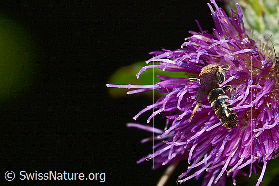 Photo: Probably Lasioglossum calceatum on Cirsium palustre. Length 8mm. Male. Top rear view.
