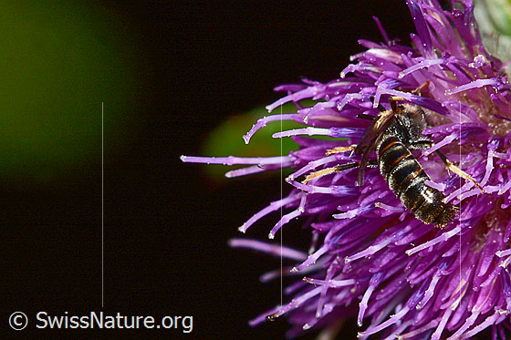 Photo: Probably Lasioglossum calceatum on Cirsium palustre. Length 8mm. Male. View from side back.