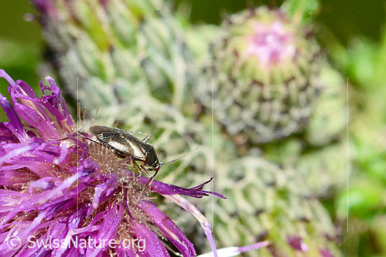 Photo: Plagiognathus arbustorum on a blossom of a Cirsium palustre. Length 4.5mm. View from above.