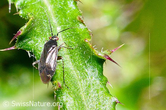 Photo: Plagiognathus arbustorum on a leaf of a Cirsium palustre. Length 4.5mm. View from above.