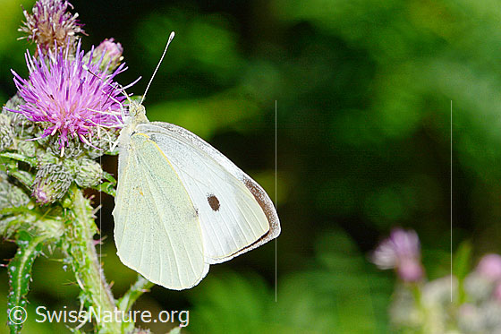 Photo: Pieris brassicae on Cirsium palustre. Male. Wings closed. View from the side.