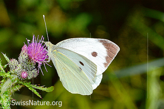 Photo: Pieris brassicae on Cirsium palustre. Male. Wings half open. View from the side.