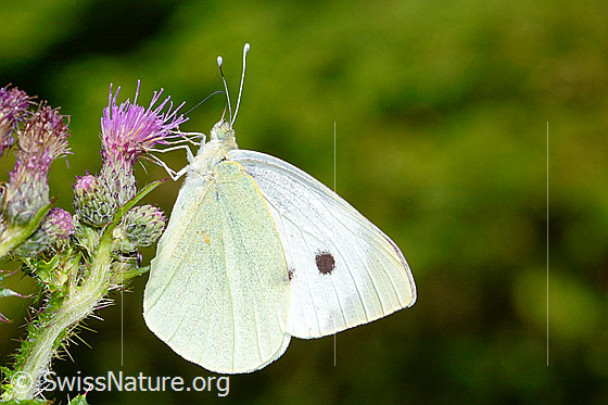 Photo: Pieris brassicae on Cirsium palustre. Male. Wings closed. View from the side.