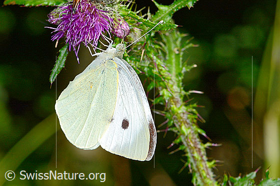 Photo: Pieris brassicae on Cirsium palustre. Male. Wings closed. View from the side.