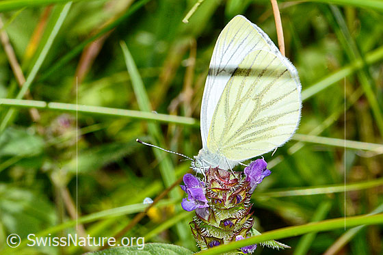 Photo: Pieris napi on Prunella vulgaris. Wings closed. View from the side.