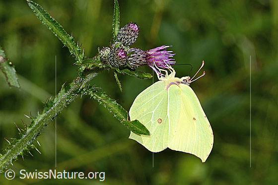Photo: Gonepteryx rhamni on Cirsium palustre. Wings closed. View from the side.