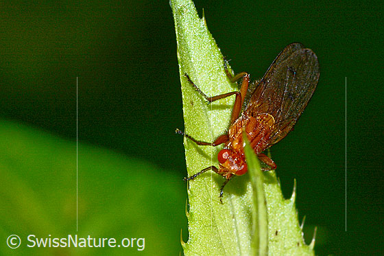 Photo: Dryomyza anilis on Cirsium oleraceum. Length 12mm. Top front view.