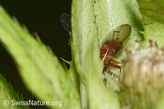 Photo: Dryomyza anilis on Cirsium oleraceum. Length 12mm. View of the wing from above..