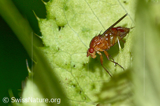 Photo: Dryomyza anilis on Cirsium oleraceum. Length 12mm. View diagonally from the front.